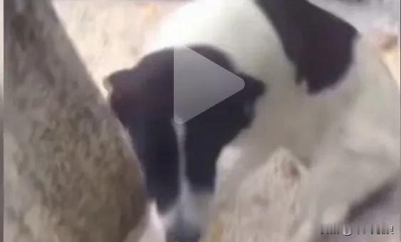 当主人在路边碰到了丢失三年的狗狗时，它一眼就认出主人，再去闻闻确认无错后，立马就