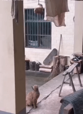 我是万万没想到它能直接跳上去[恐惧]