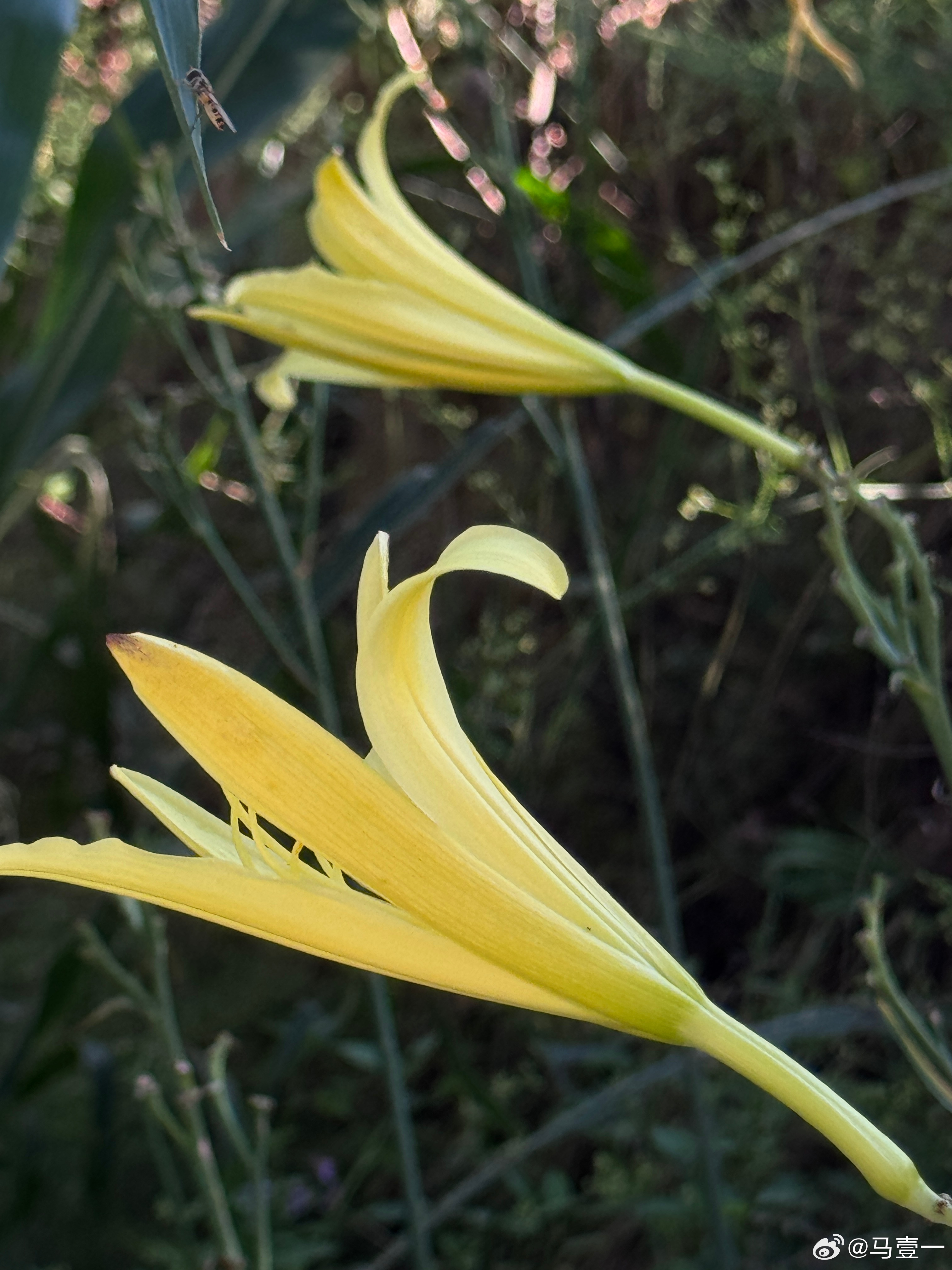 黄花菜，图二是可以吃的，要早晨太阳升起来之前采摘，新鲜的黄花菜需彻底焯水去毒后才