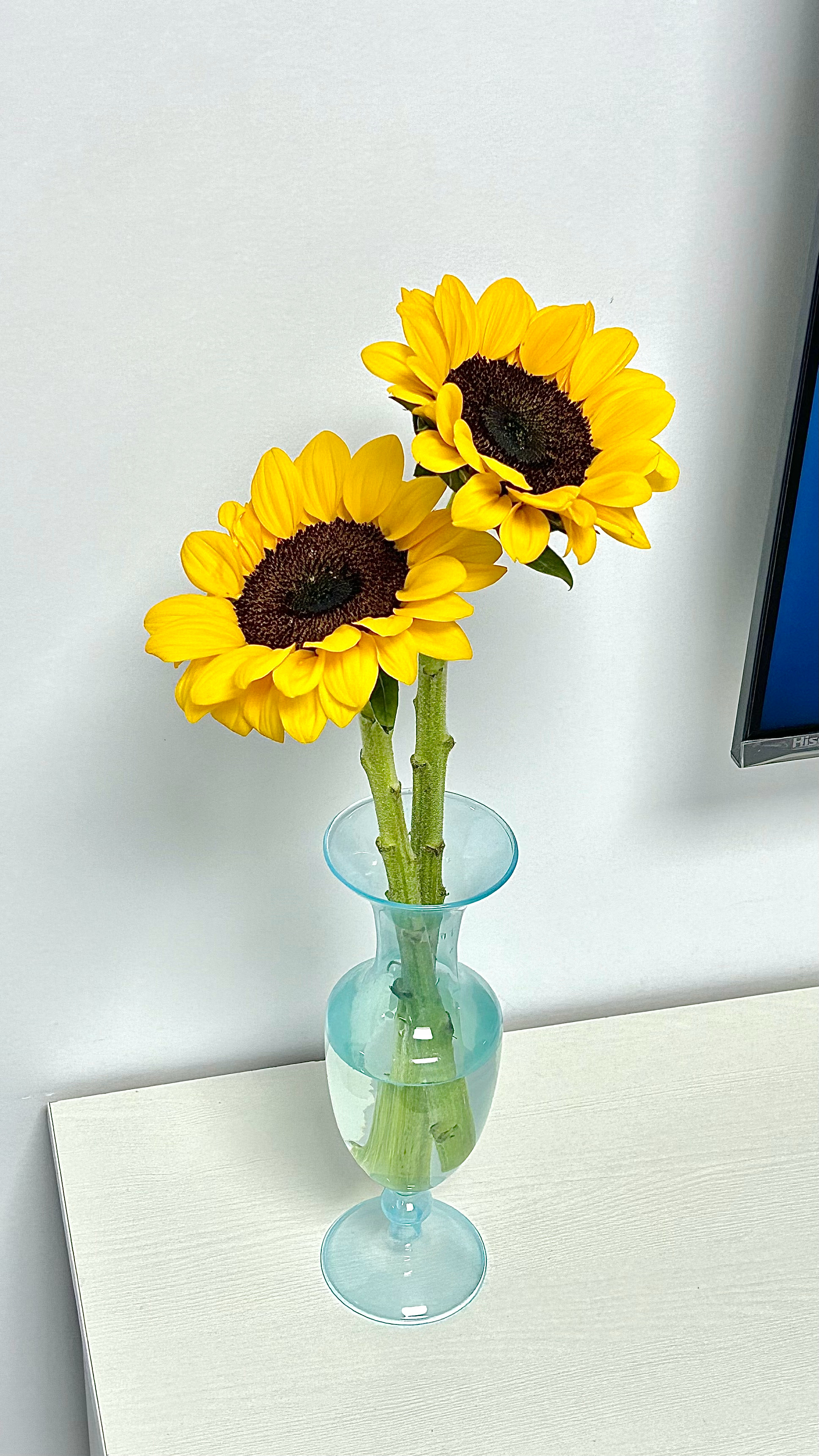 买到了喜欢的花 又收到了漂亮的花瓶🌻 ​​​