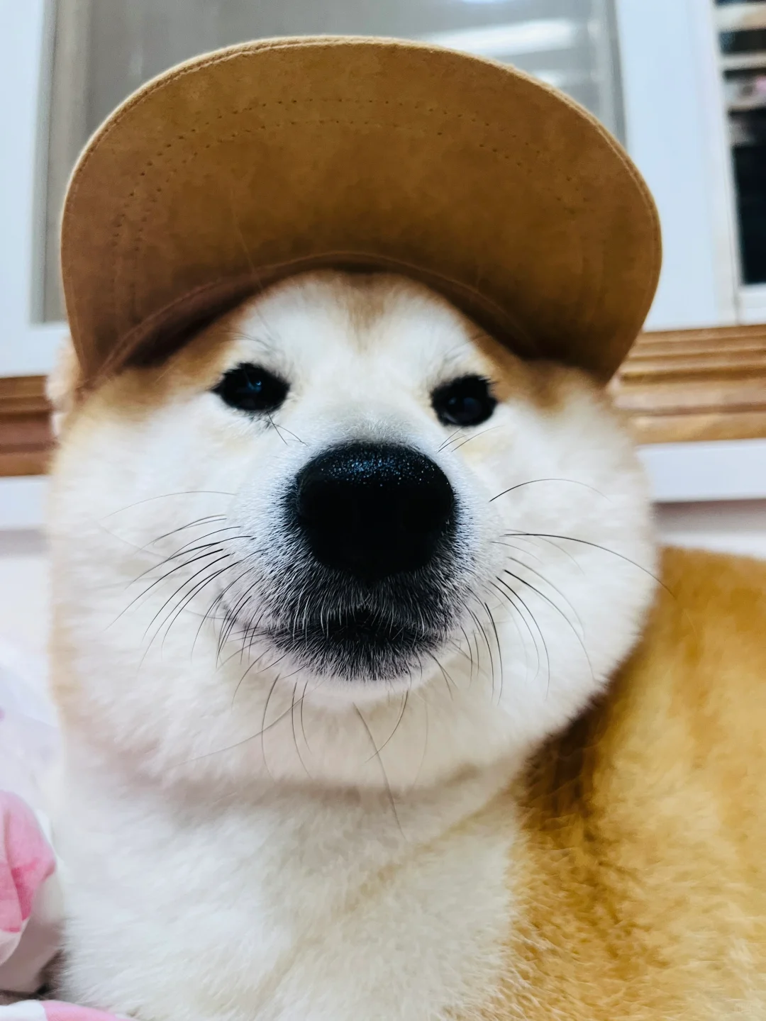 可爱的胖宝宝