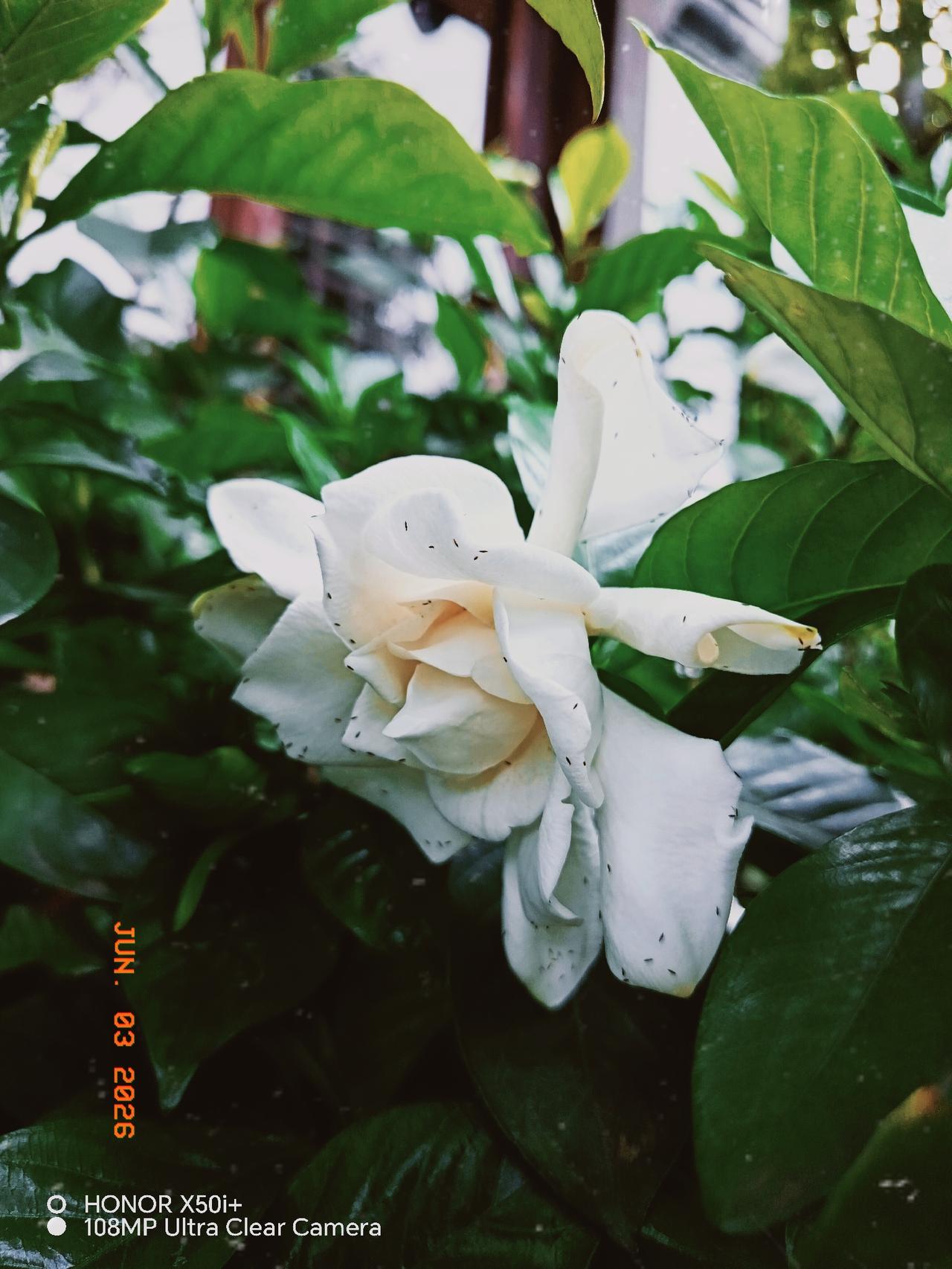 今天去了可园：见到了开放的栀子花。随便什么花只要是长在泥土中几十年后即成为一棵大