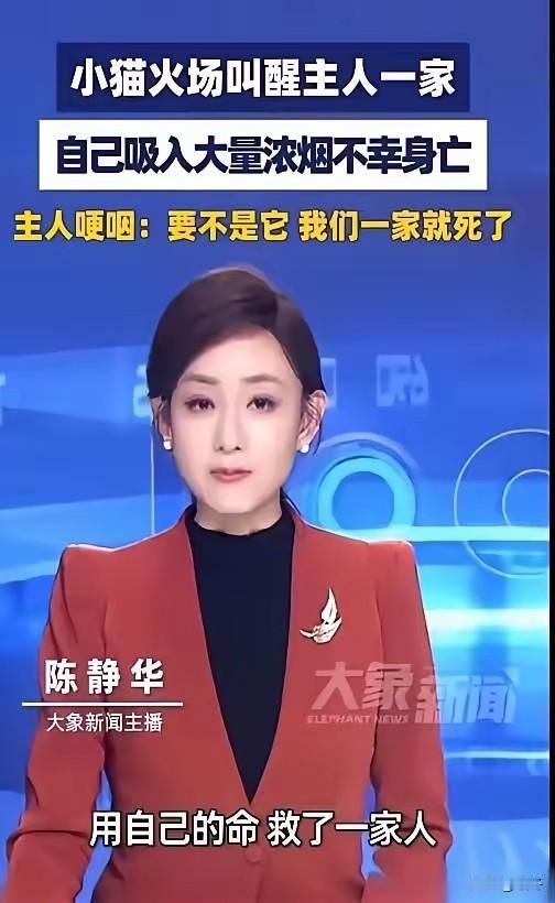 耗尽力气嘶吼丧命，小猫救下一家三口。
医生出具尸检结果，死因戳痛无数路人。
 