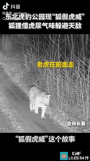 吉林长春，一只大老虎在前面走，身后远远跟着一只小狐狸，等老虎上完厕所离开，小狐狸
