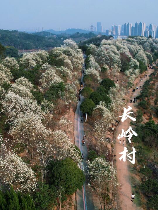 春日赏花｜玉兰成花海，春天总是看花忙