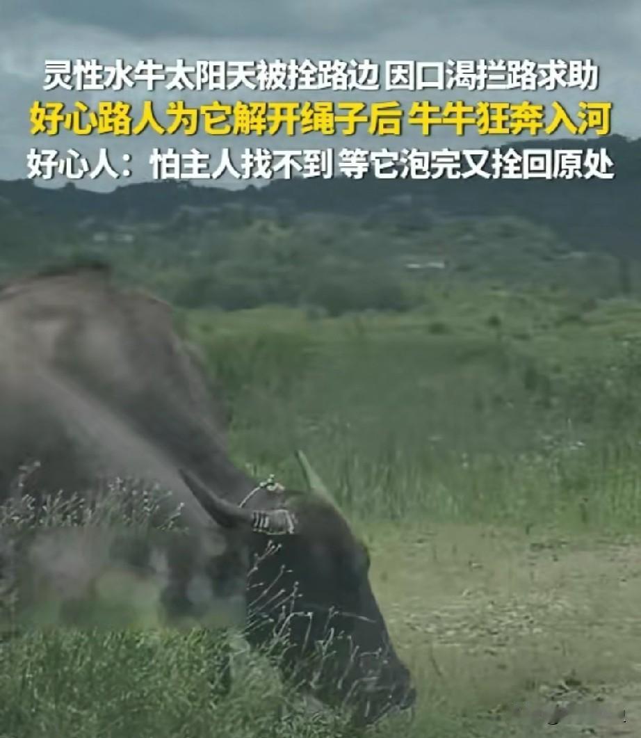河南信阳，大太阳天，一头水牛被拴在路边，热得受不了了，渴得遭不住了，它没硬扛，居
