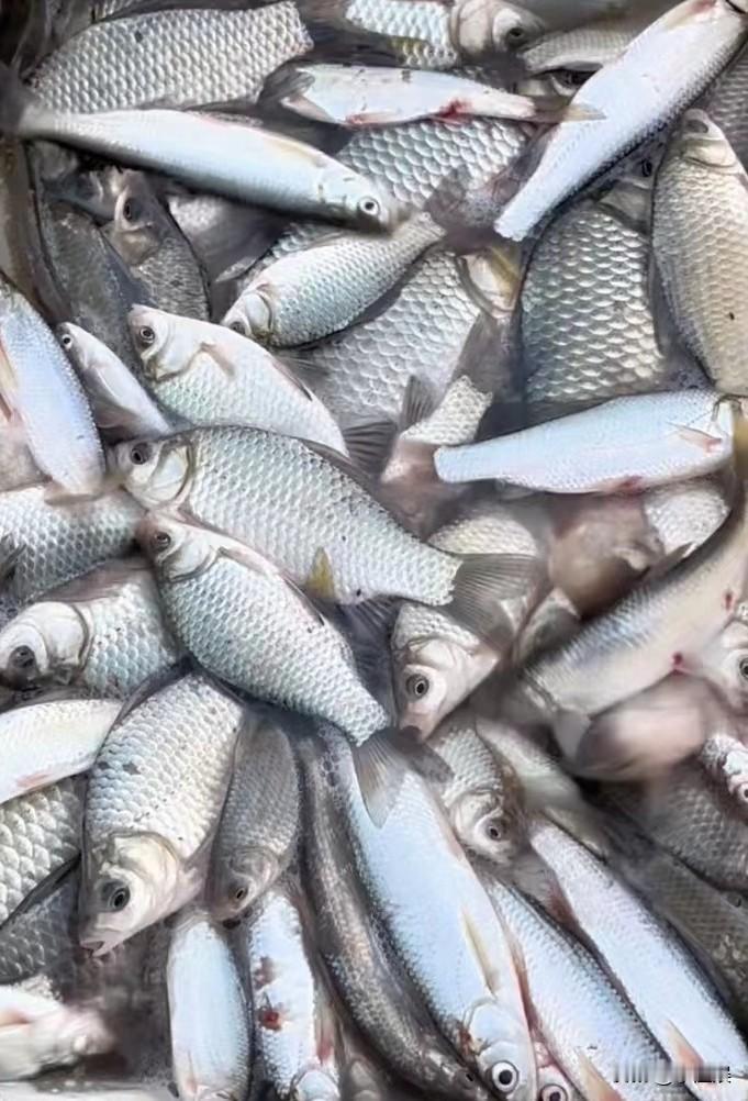 冬天冰钓选多深的水，不能一概而论。很多人遵循“冬钓深、冬钓阳”，但有时死守深水区