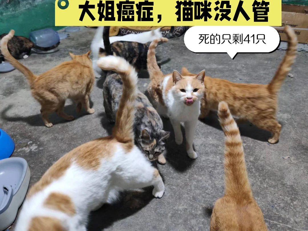 求领养，求分散，求猫粮，有一位四十多岁的北京大姐，一直默默救助流浪猫...