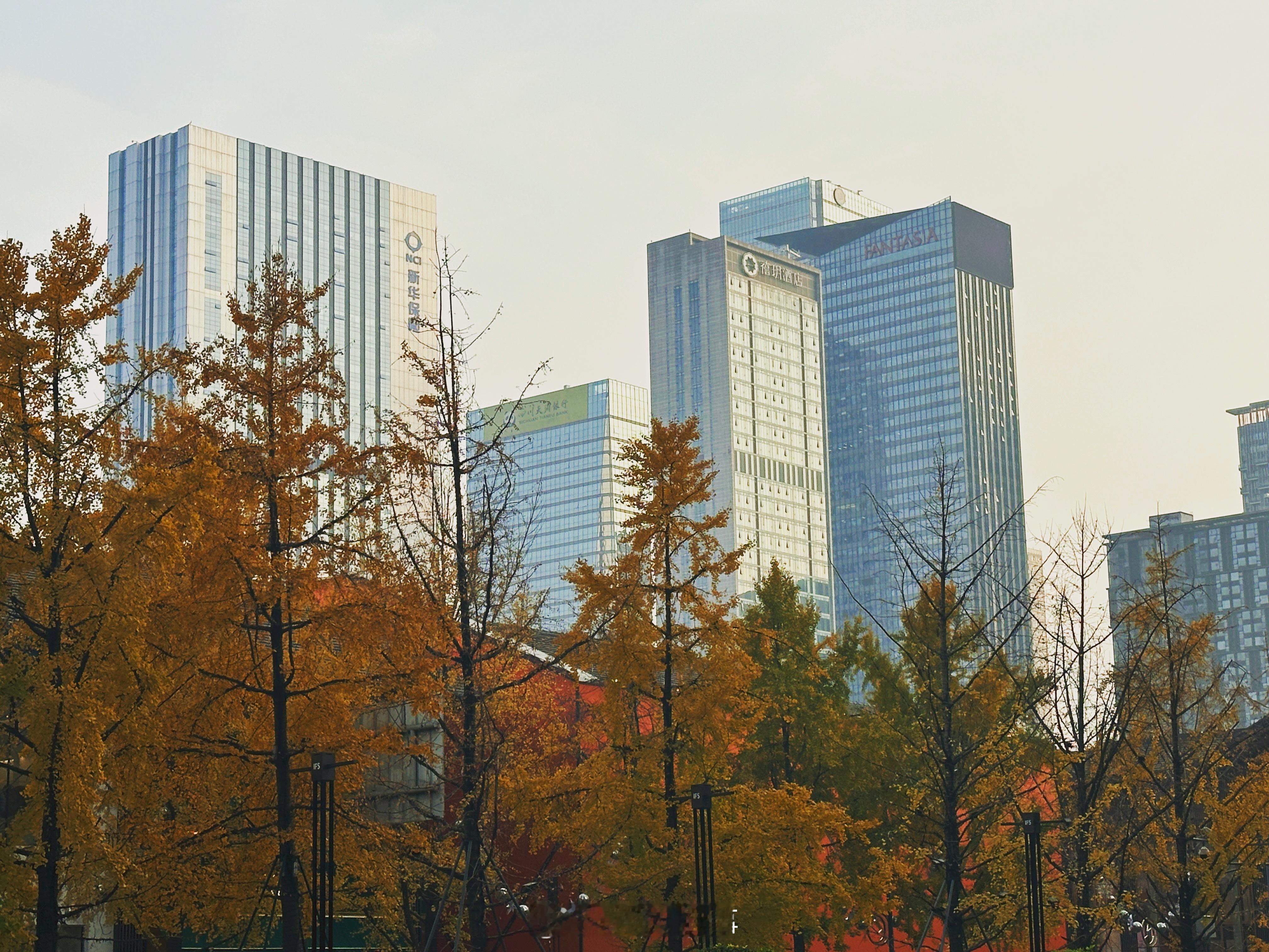 拍摄中的美好 不用去公园人挤人成都的街头巷尾藏着最治愈的银杏季随手一拍就是一张明