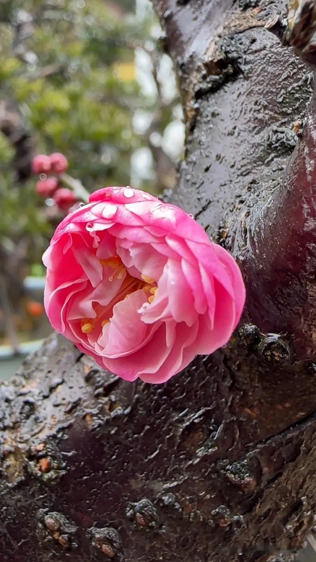 随手拍下美丽的花朵。这个春天特别美，雨中的梅花都笑了那么甜美，好运连连。