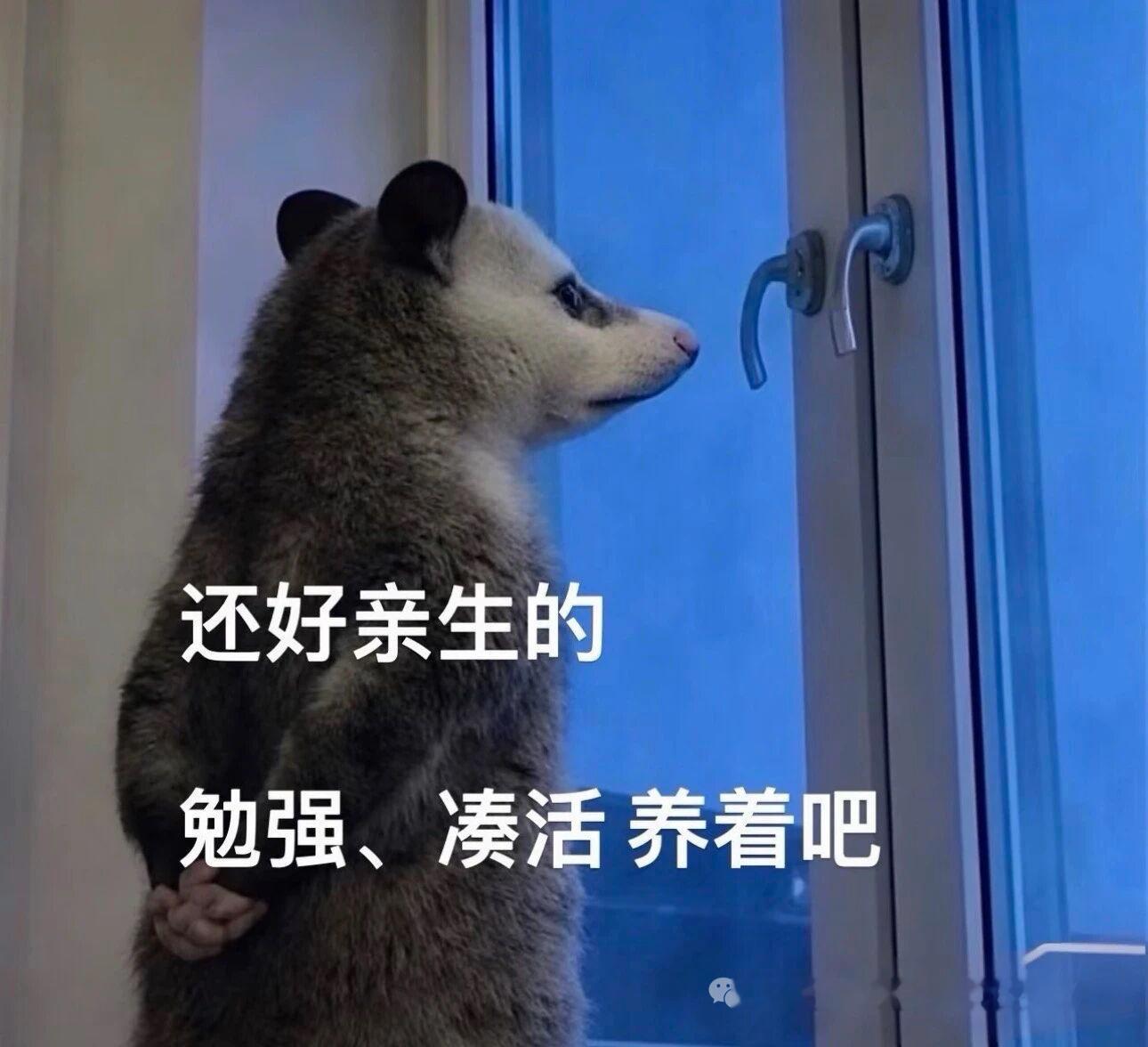吾子是我的指明灯，但也不是省油的灯吾子是我的心腹，但也是大患吾子是我的软肋，但也