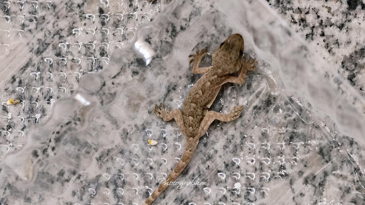 鹰哥营救小壁虎！赶巧，楼道里小壁虎爬墙掉进小孩吃的饼干塑料透明盒里，怎么也爬不出