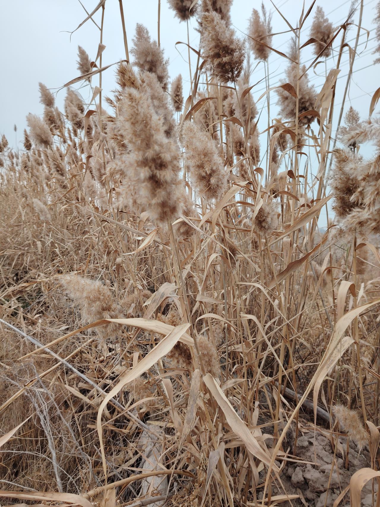 冬日生活打卡季冬天来了，芦苇都枯干了