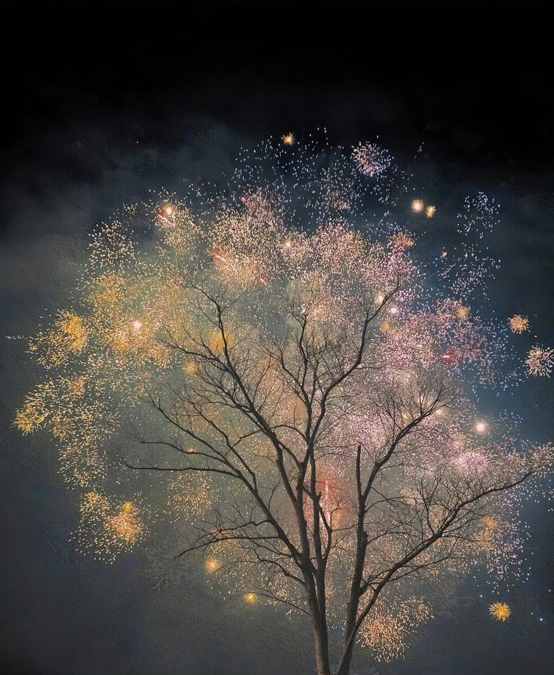 网友梦幻抓拍：烟花树🎆🌲 
