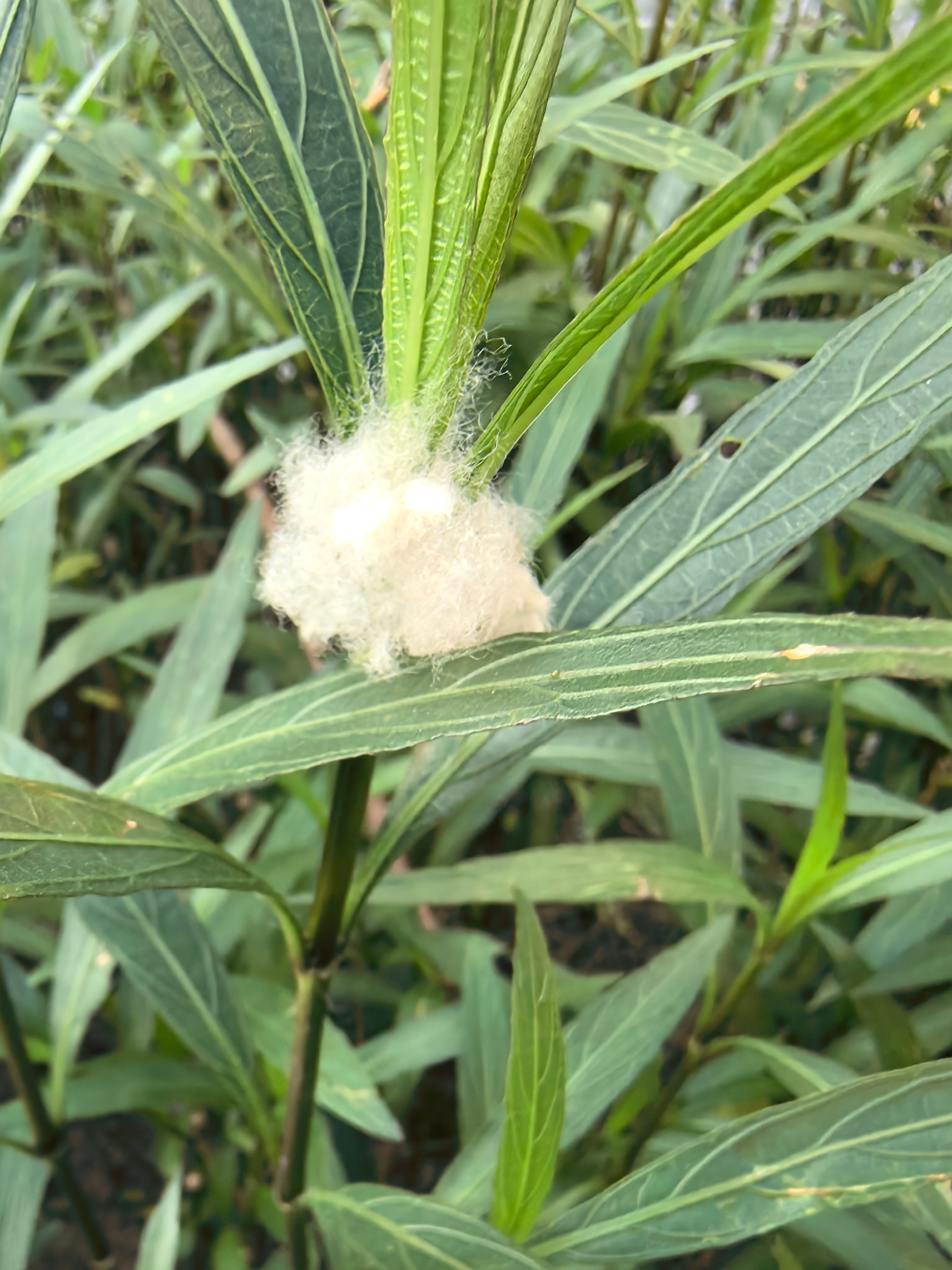苹果这次在华AI战略的调整，看着是妥协，其实是生存本能。之前还想着直接把海外的C