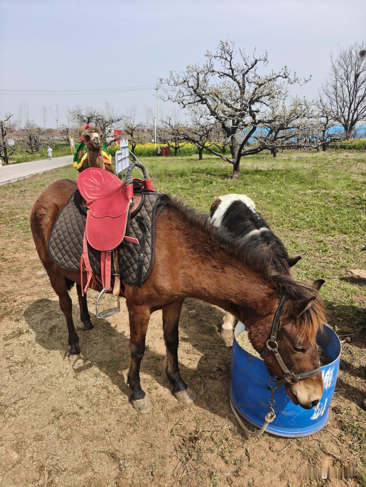 梨花吐蕊绽蕾，竞相盛开，整个刘村梨园雪堆云涌，银波琼浪，万顷梨花晶莹似玉，千树梨