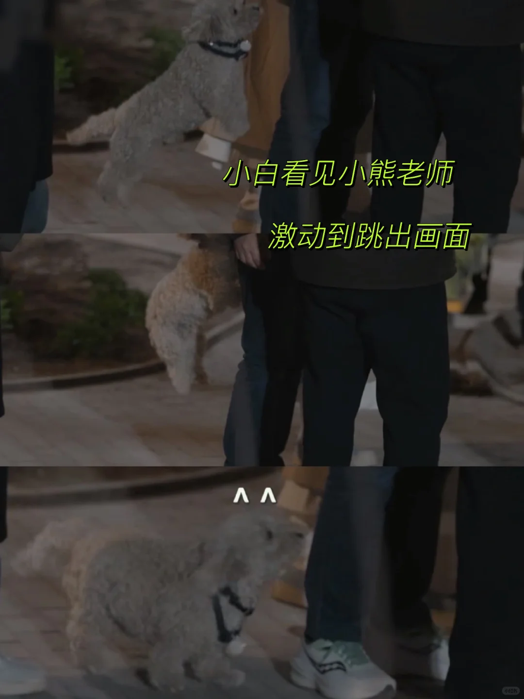 有一只满眼都是你的小白，是种什么样的体验？