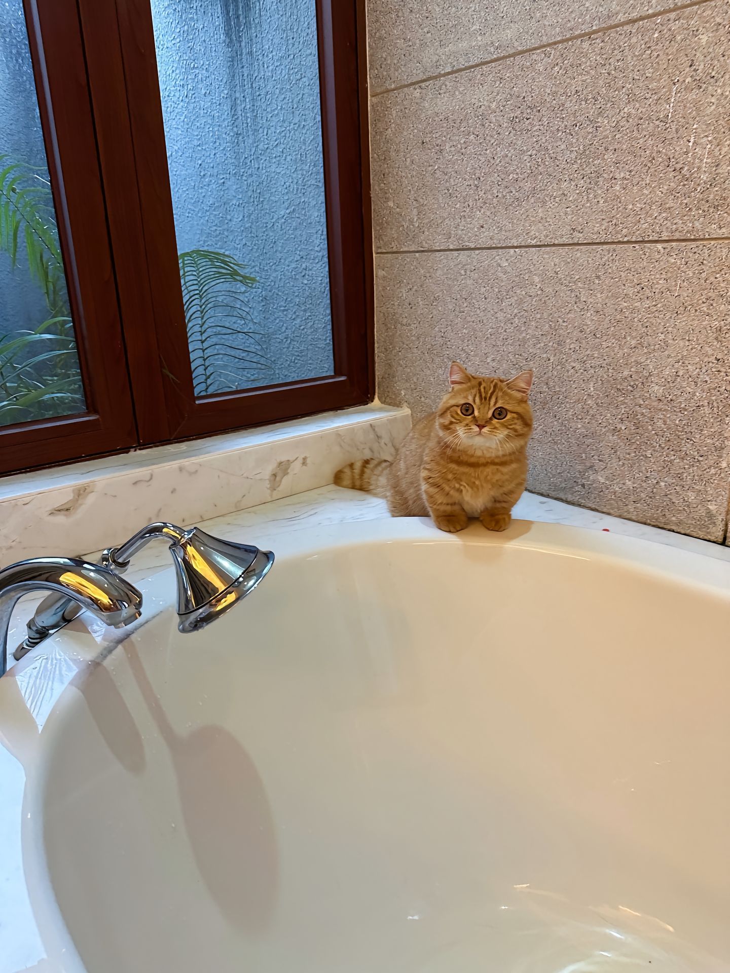 “叮叮～你的泡澡小猫已准备好”[舔屏]​​​