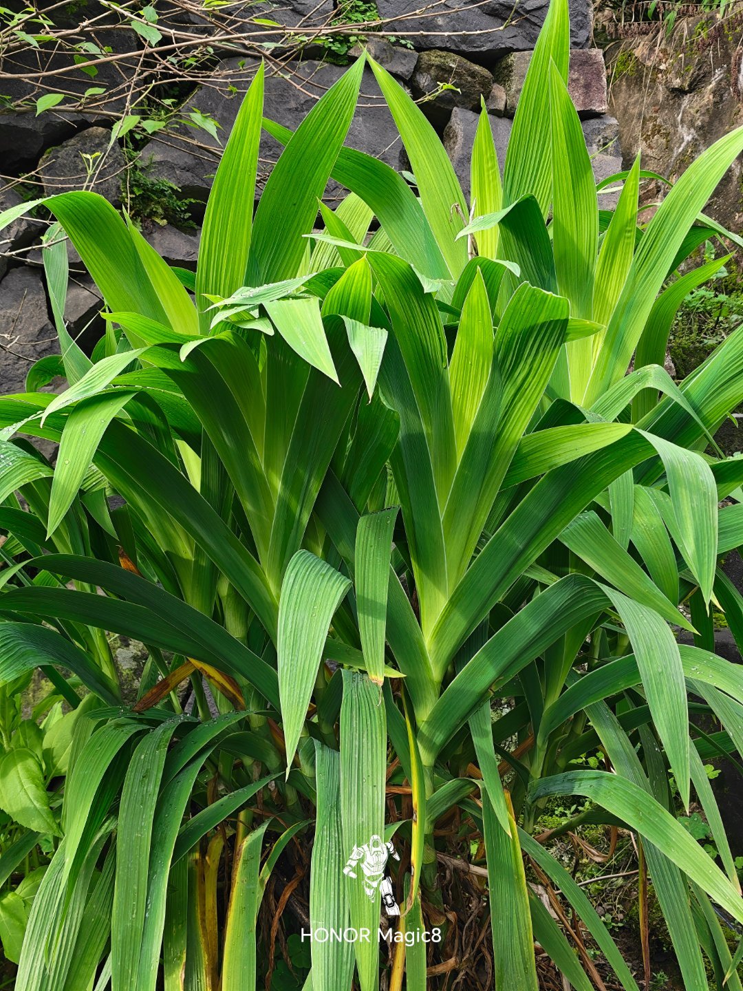 来晚了。这个有认识的吗？每天早起打卡