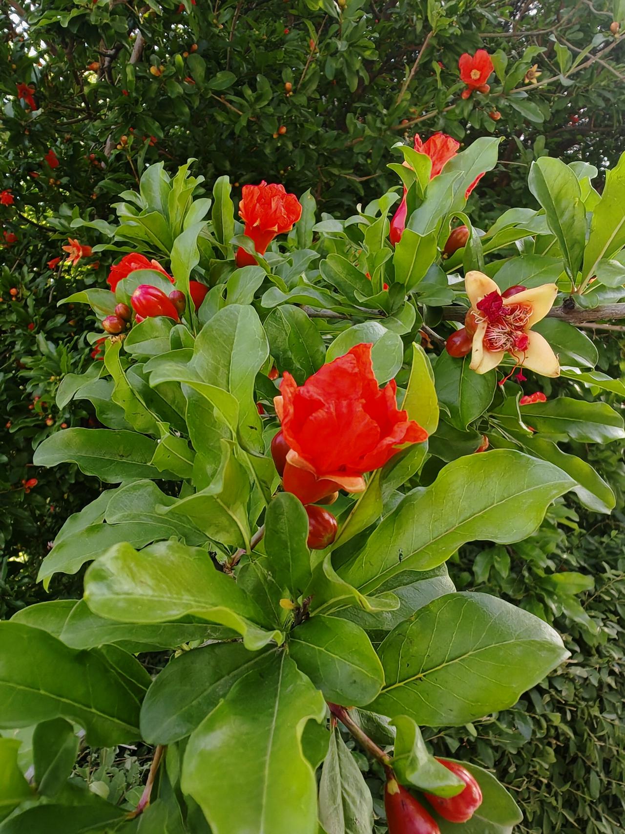 美景图分享。初夏的石榴树枝繁叶茂，油绿的叶片间缀满了热烈的红花。多数花苞红得鲜亮
