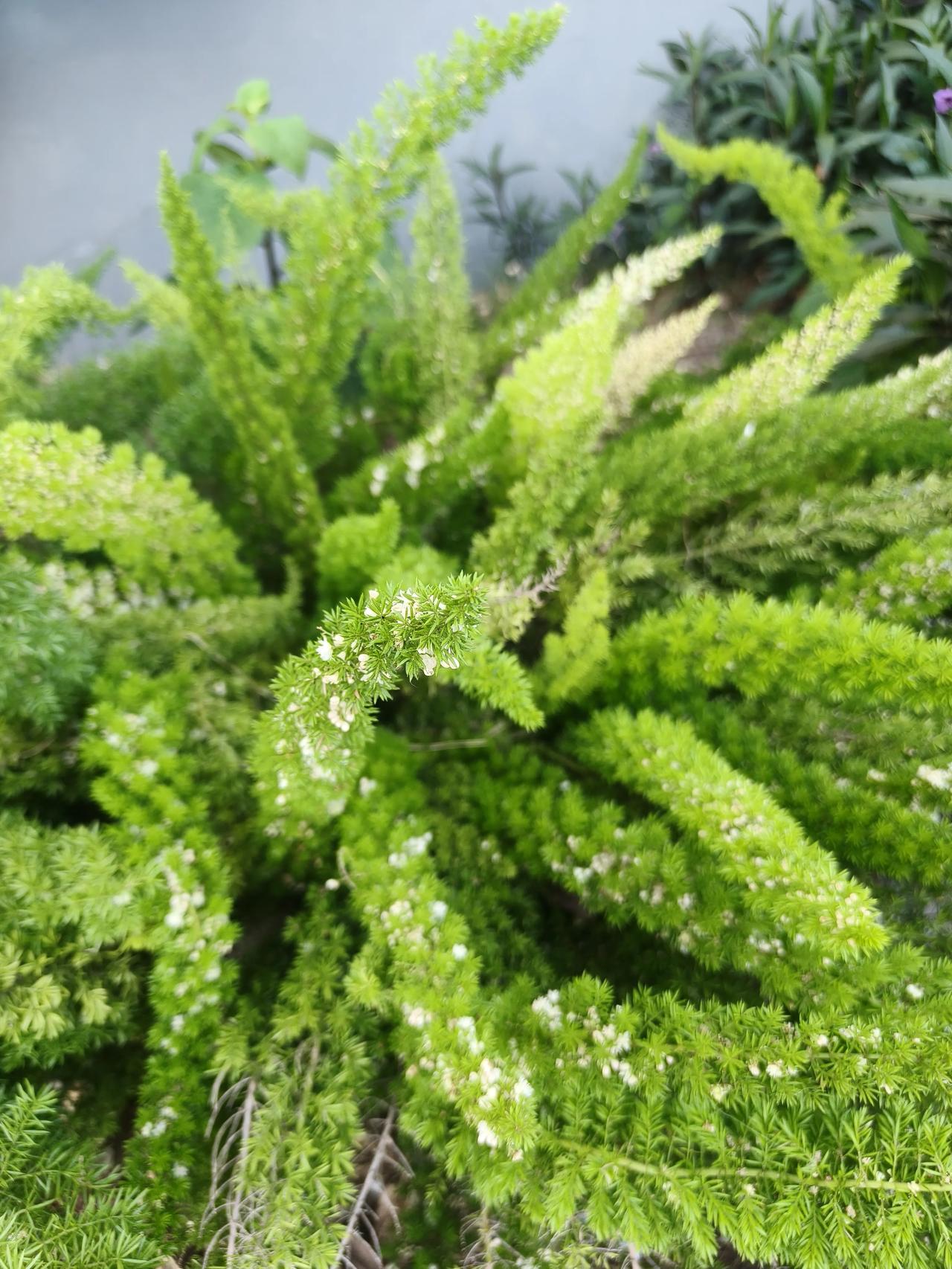 图1️⃣和2️⃣狐尾天门冬，
图3️⃣至8️⃣栀子花，绣球花🌸
等…
后面还有