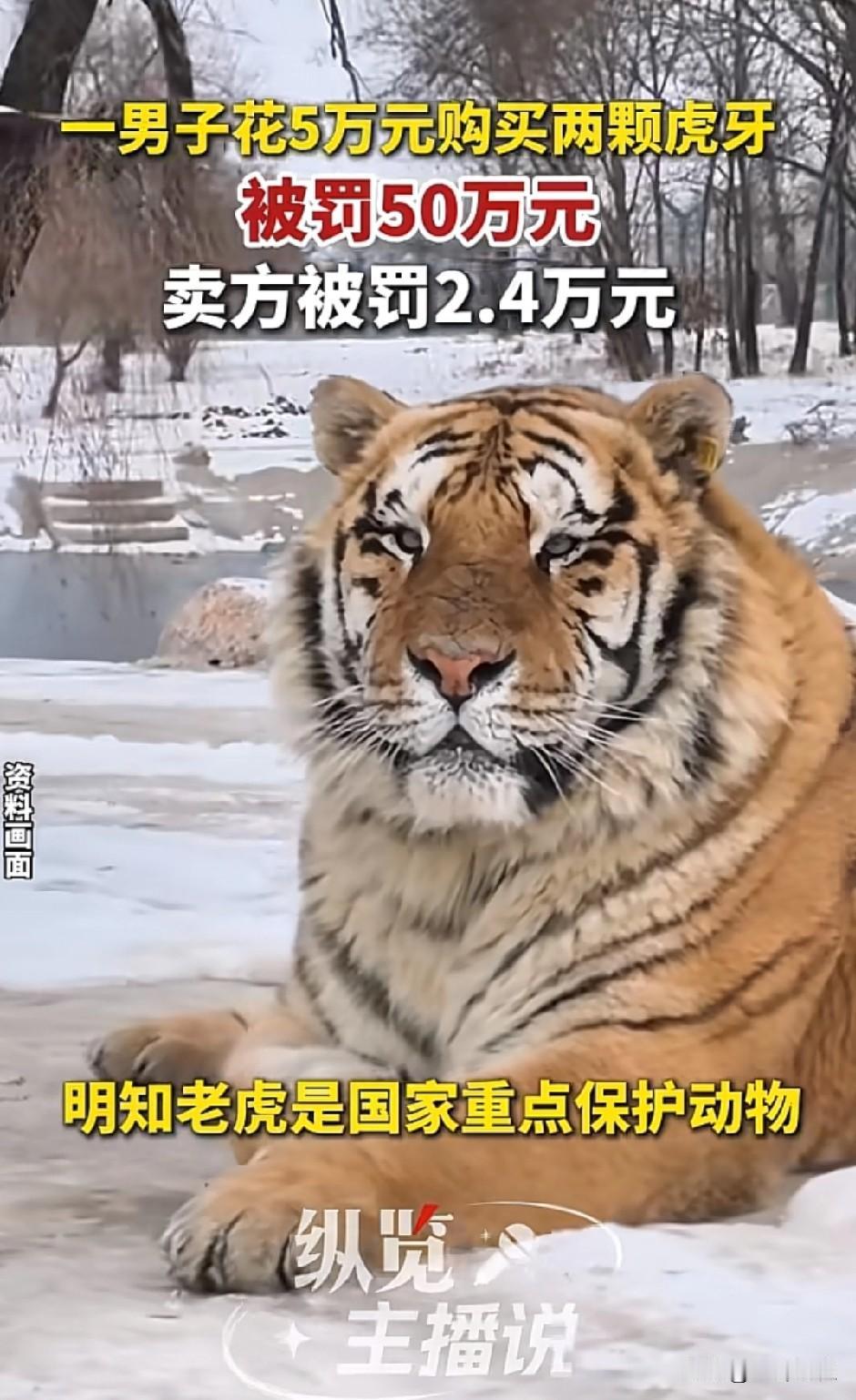 花5万元买两颗老虎🐯牙，买家被罚50万，卖家却仅被罚2.4万。没有卖家，哪来的