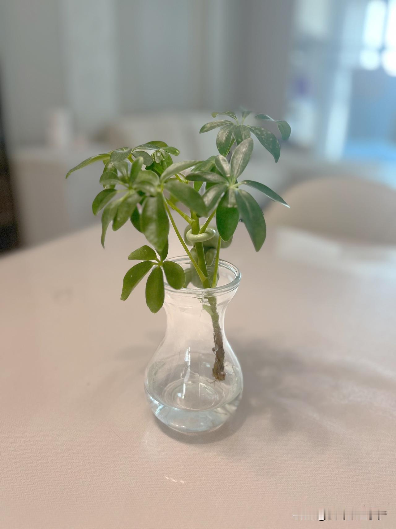 很通透的一段话：“人到老年，只管活着，什么都不要想，什么都不要求，什么都不要怕，