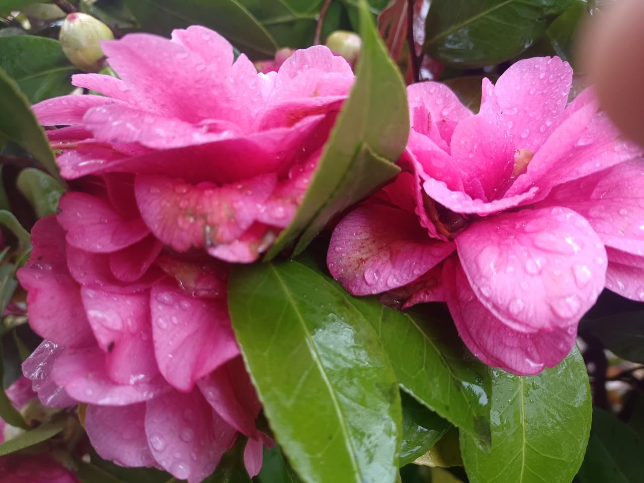 一座山，有学问人说，上山公鸡，下山兔，描写一座山的灵魂。