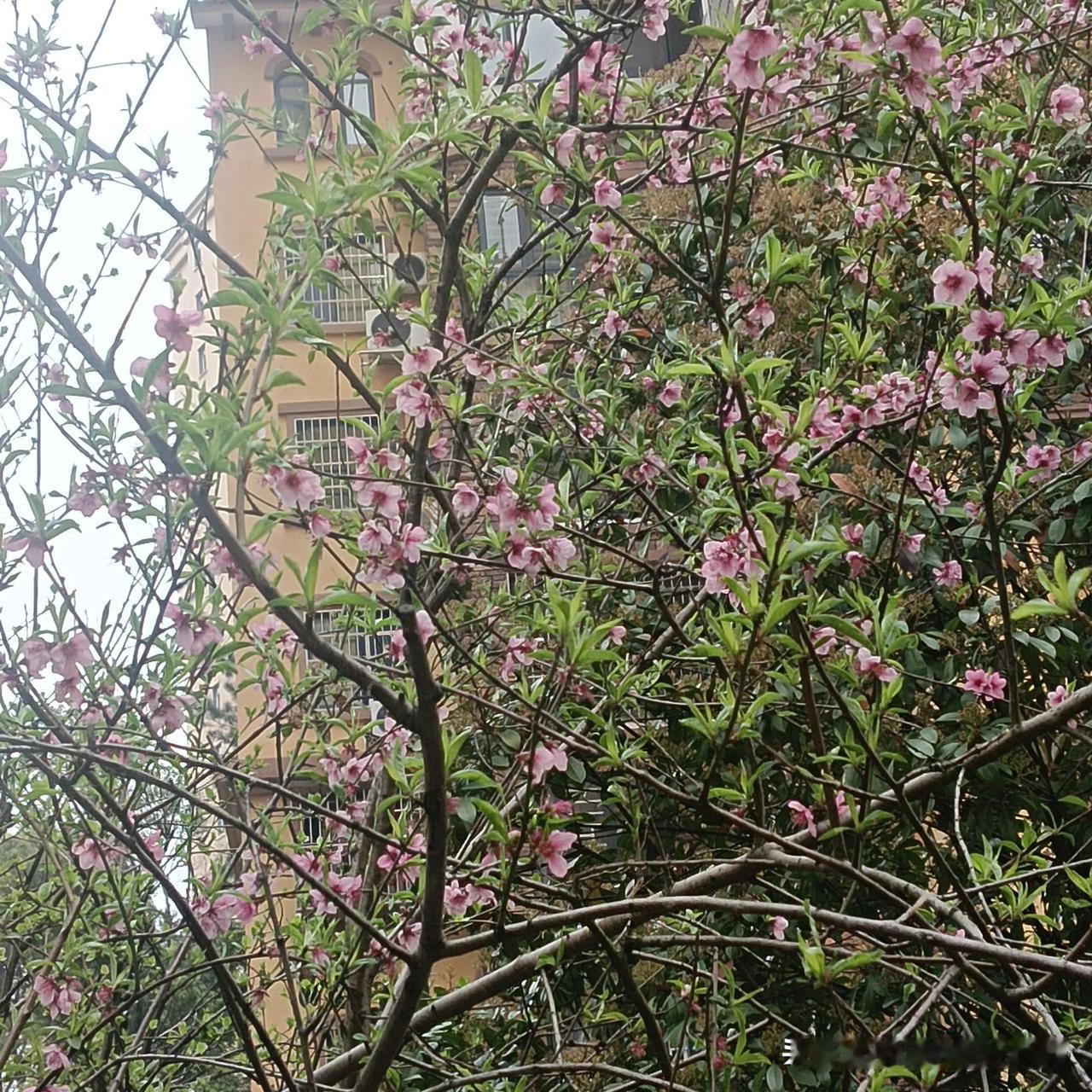春日生活打卡季春暖花开的季节