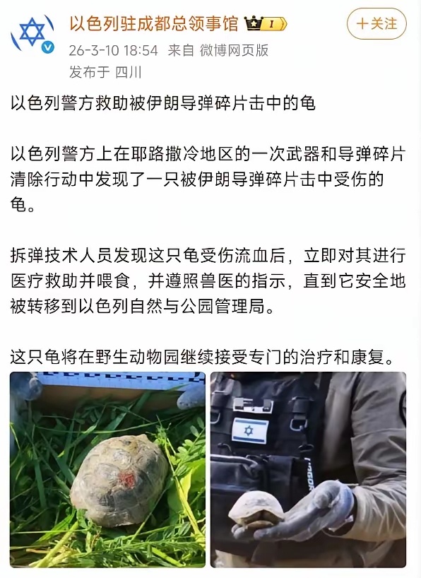 特拉维夫，以色列宣传救出了一只乌龟。 