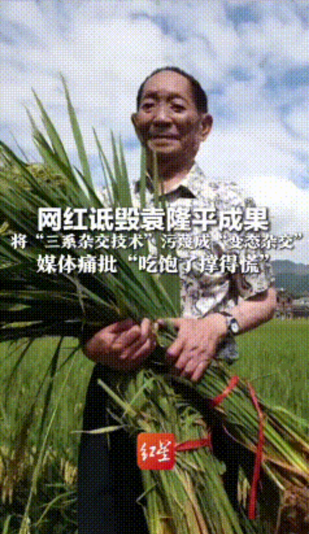 诋毁袁隆平成果网红称大不了就进去 【200万粉网红诋毁袁隆平水稻育种技术】这年头