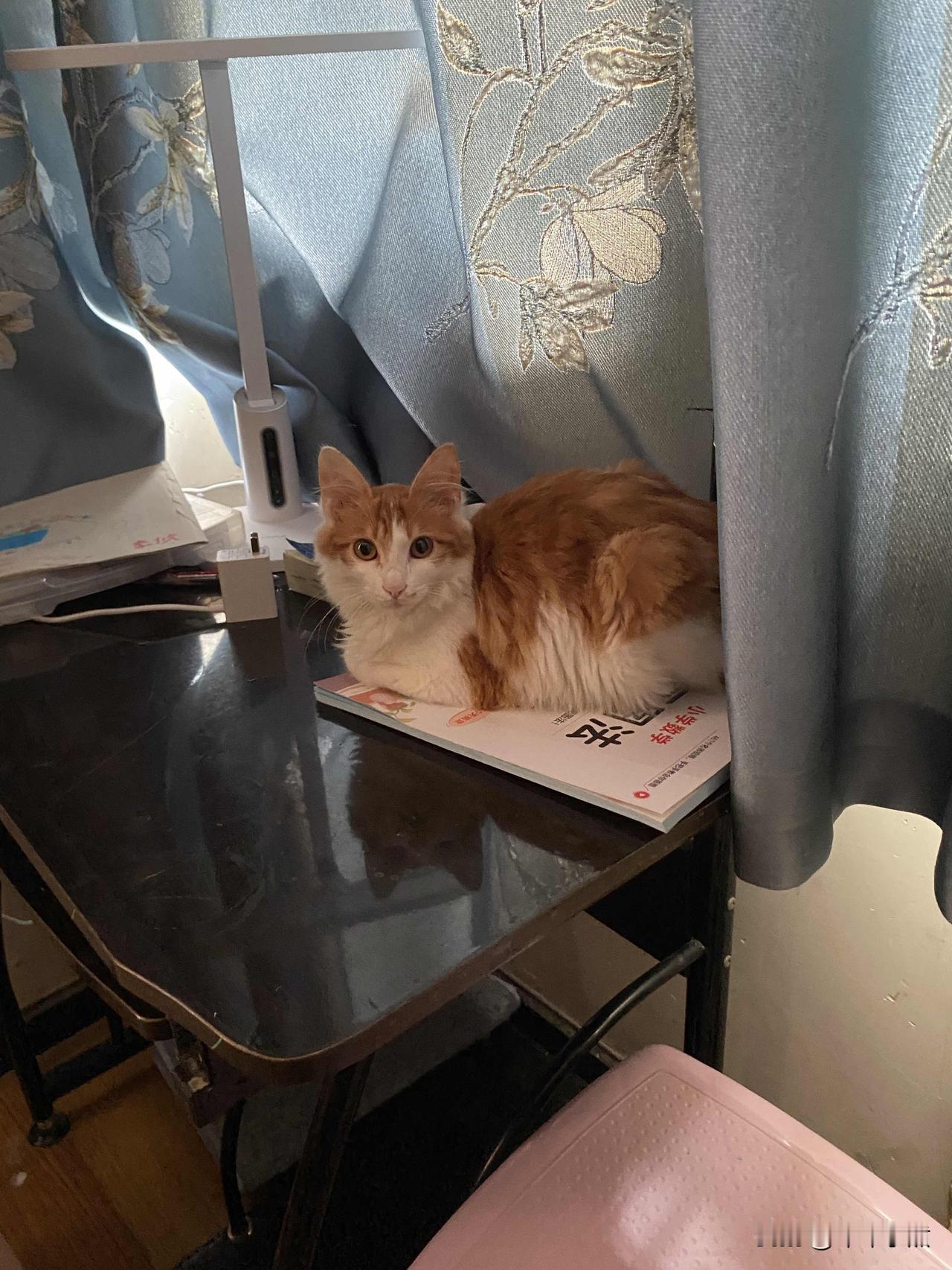 分享一张最可爱的猫咪照片躲在角落里吹空调[捂脸]