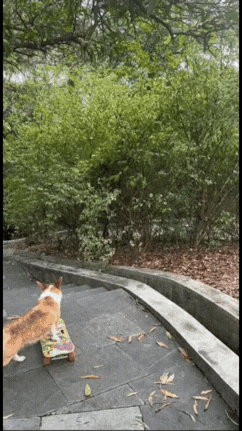 一只猫在公园的小路上好奇地看着灌木丛。