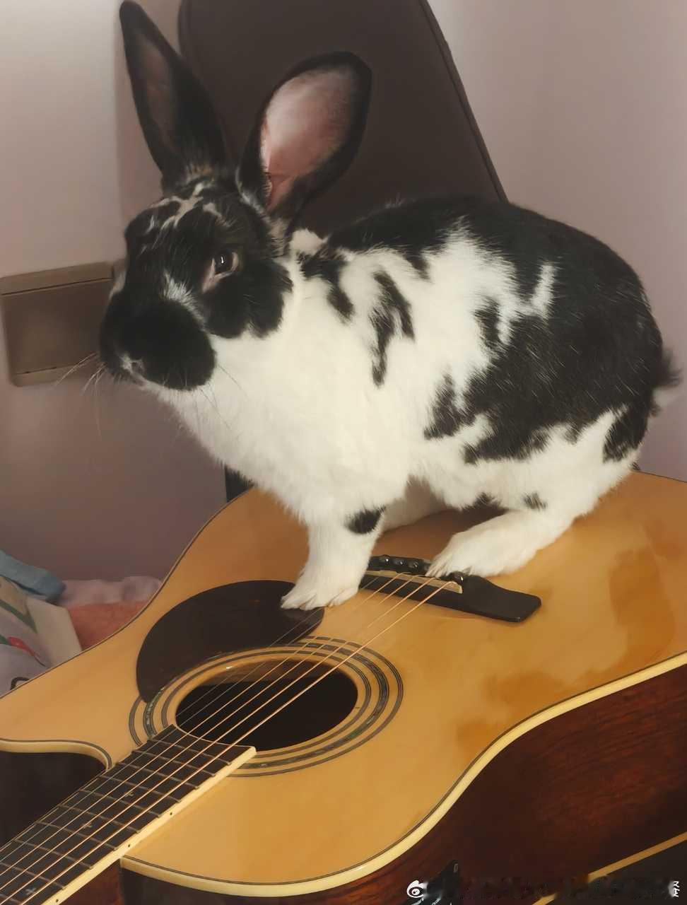 15052🐇【音乐】大拿 ​​​