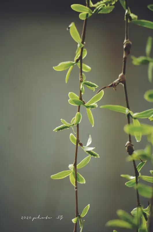 看到“秋雨无心敲落叶”这句上联，瞬间感觉诗意拉满。秋雨本就带着几分清冷寂寥，“无