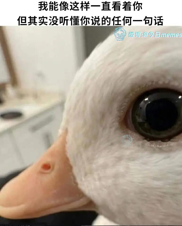 我吸收（9gag）今日meme 今日memes