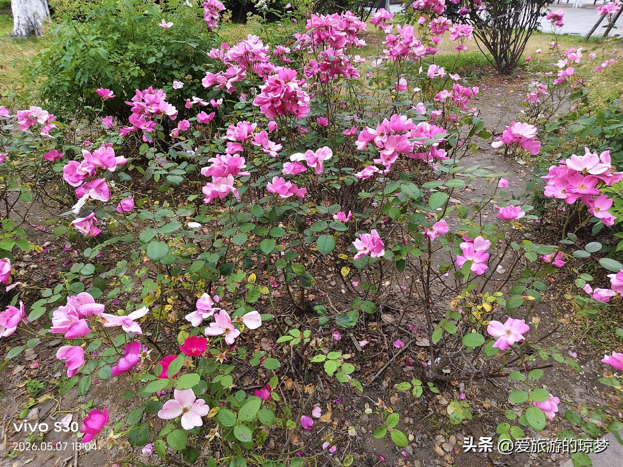 真心话茶局