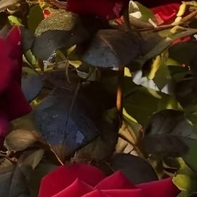 玫瑰种植方法一、时间：玫瑰花除了采用扦插的方式进行繁殖之外，还可以选择播种的方式