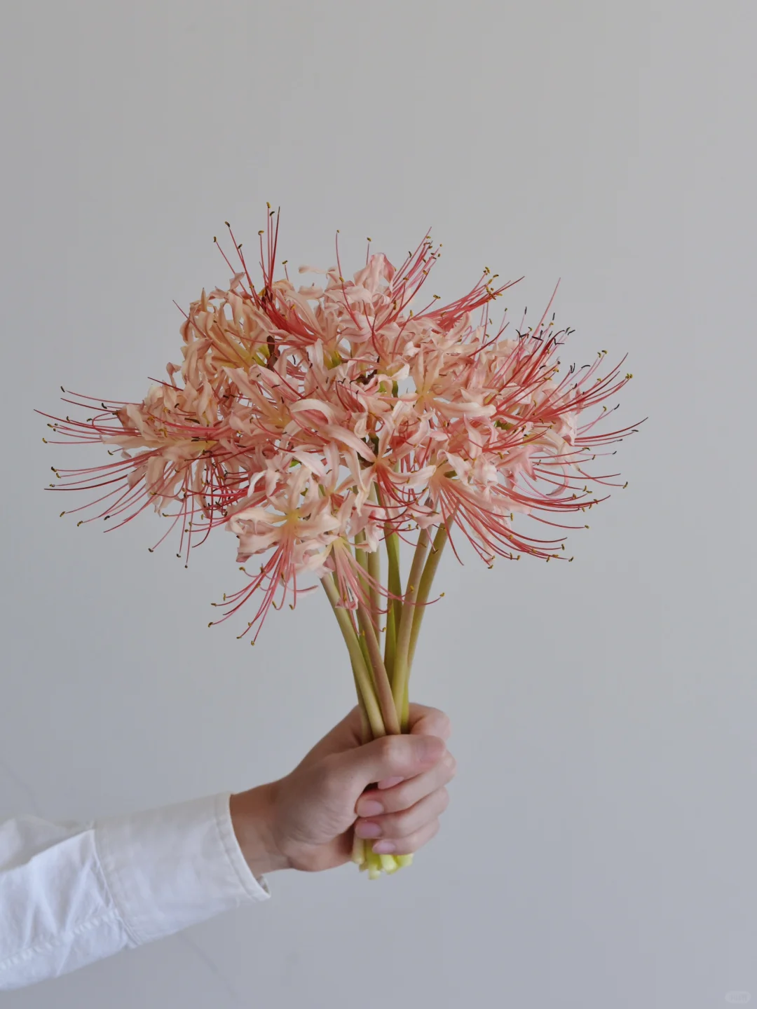 石蒜·轻丝雨蝶