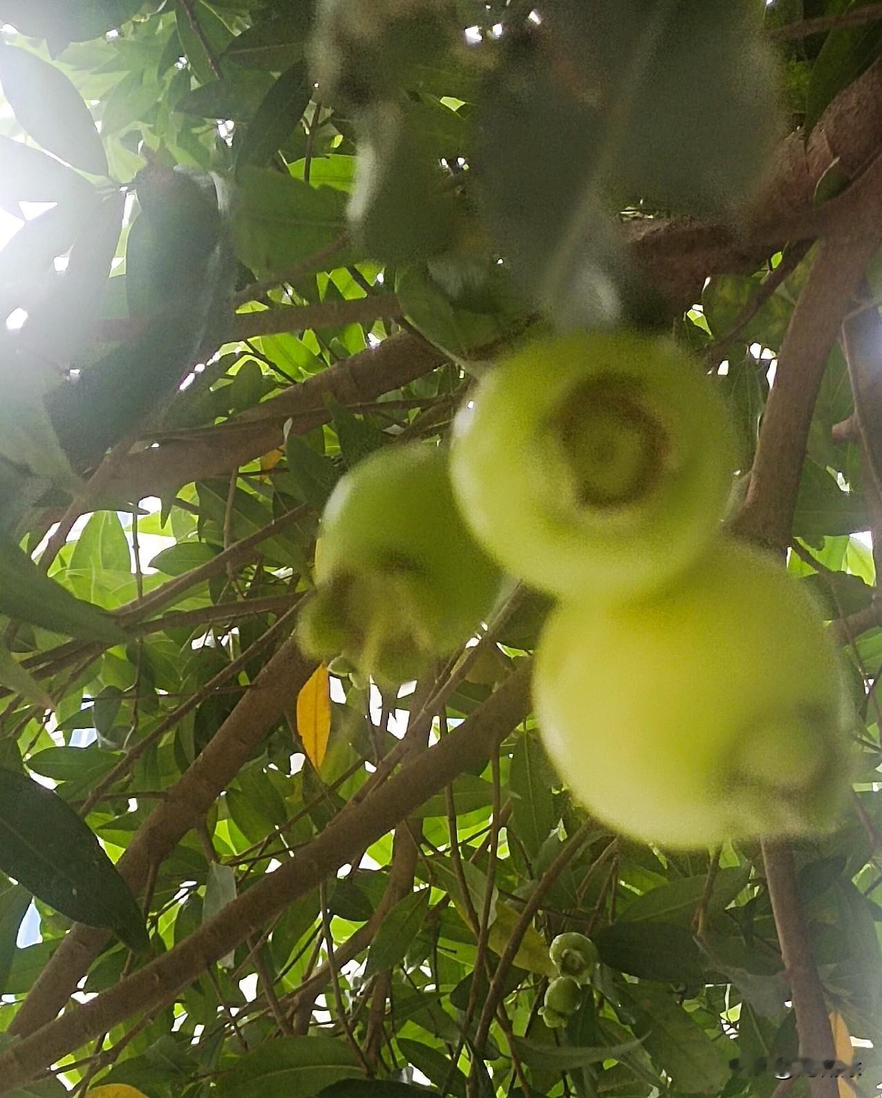我们南方的夏天，连路边的树都藏着小惊喜。阳光透过油亮的叶子，照得这些青蒲桃像一个
