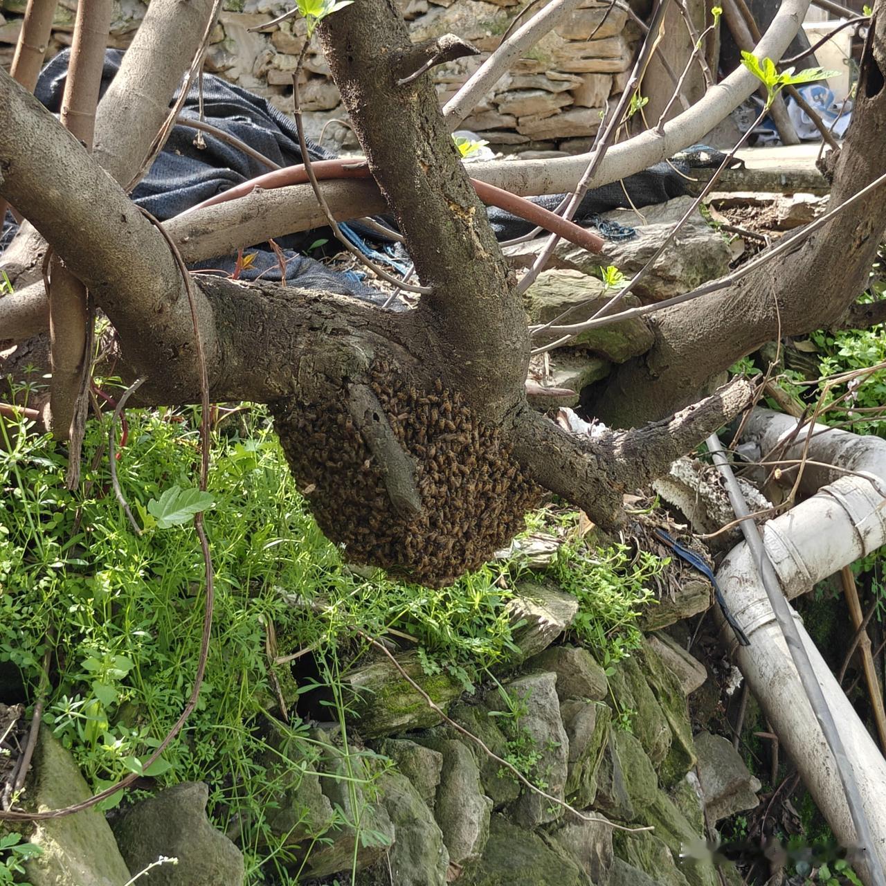 急中生智，把裤子脱掉，当布袋，收了一群蜂。
昨天上山尽孝，回转的路上，发现了一窝