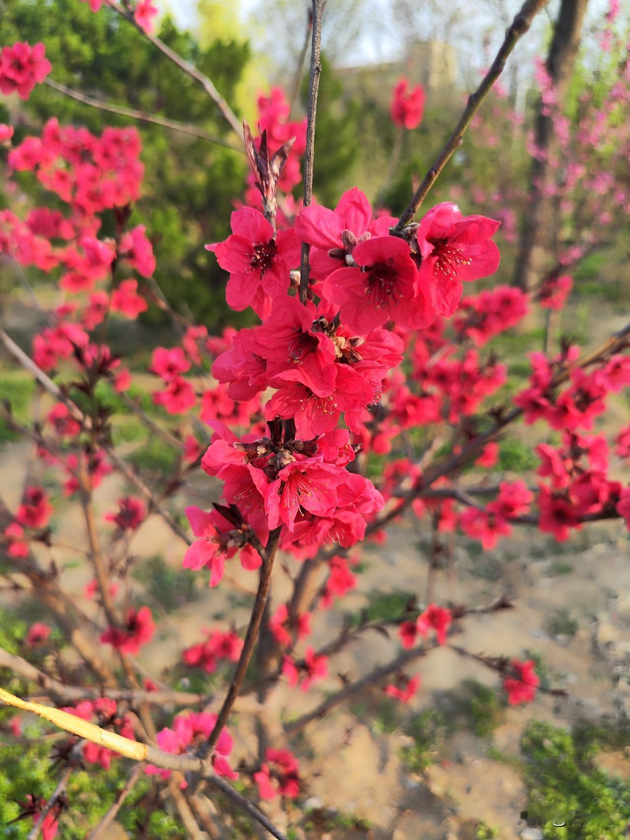 走进美丽的桃园，各式各样的桃花盛开，这是我见过最美丽的桃花，品种多，花儿艳，数百