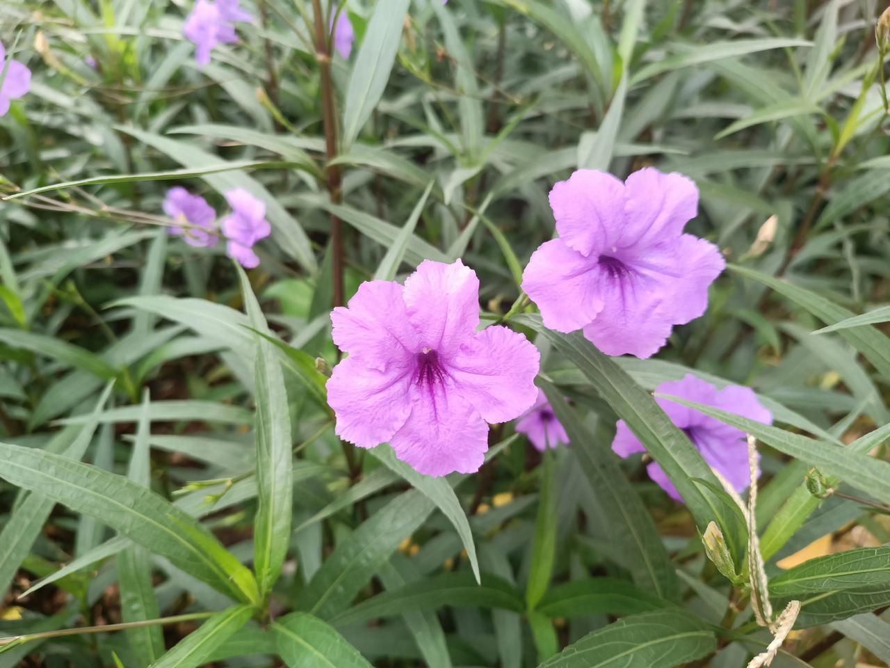 随手拍下五颜六色的花
看到花就想拍
五彩斑斓
娇艳欲滴
美丽绽放
[福][福][