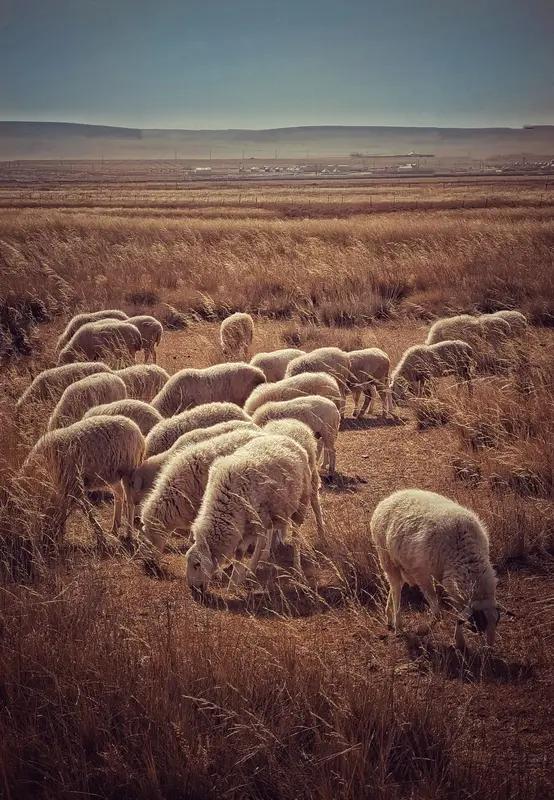 上联：残花无蝶恋，请诗友对下联枯草有羊食