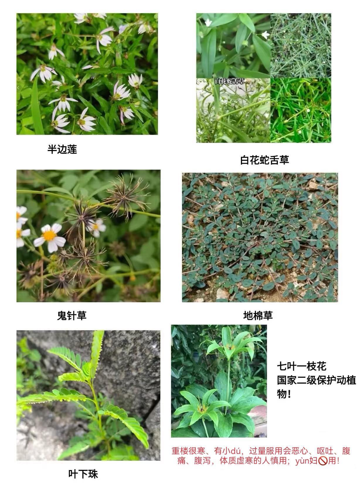 看到热心的网友提醒:❗❗
被蛇咬之后，可以找这几种草葯

当地dú蛇品种可能有舟