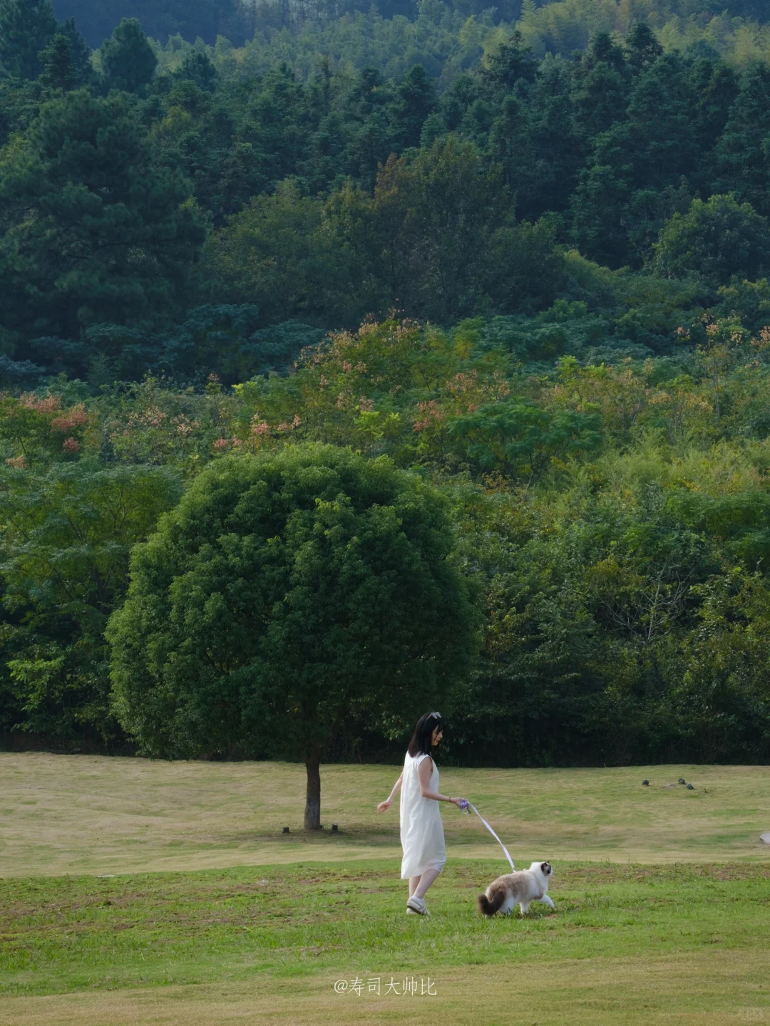 猫：我曾经跨过山 还差大海