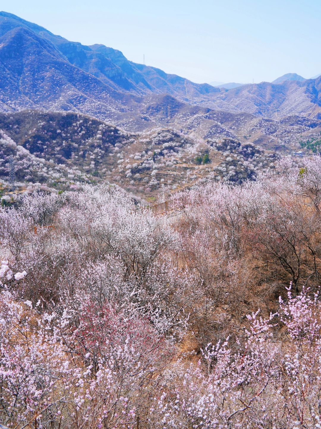 3.22漫山遍野山桃花，周末徒步赏花攻略