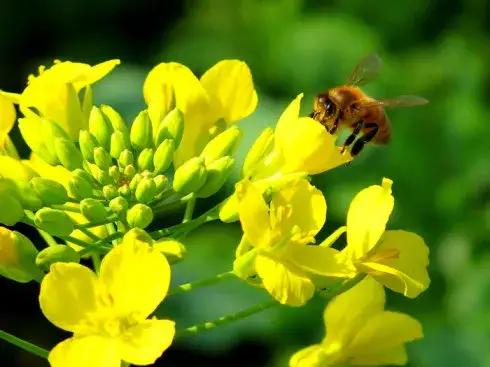 治愈系美图分享！油菜花∠※