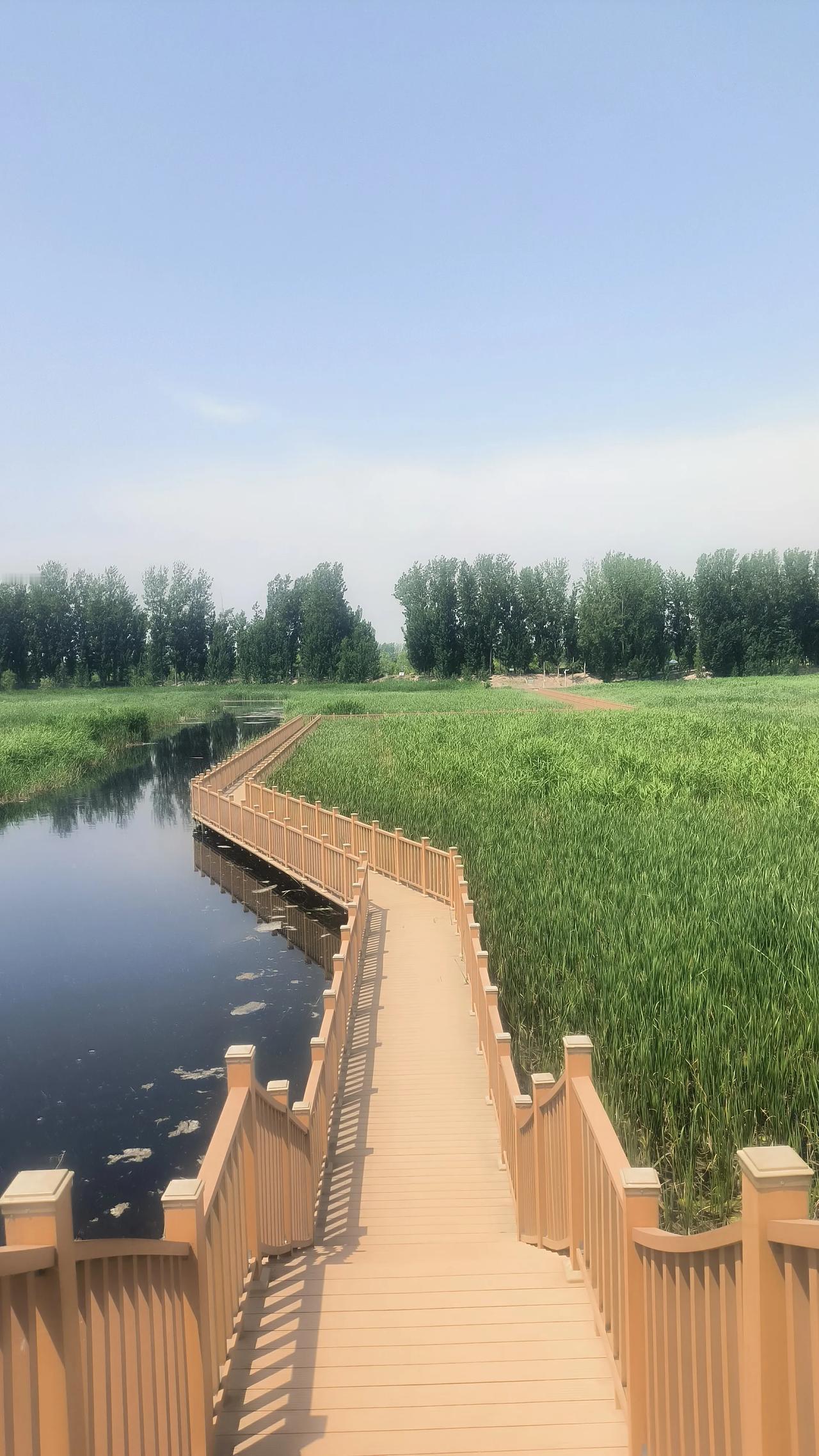 华北明珠白洋淀风景如画，长廊垂钓真的违规了

昨天在白洋淀长廊游玩。这里栈道弯弯