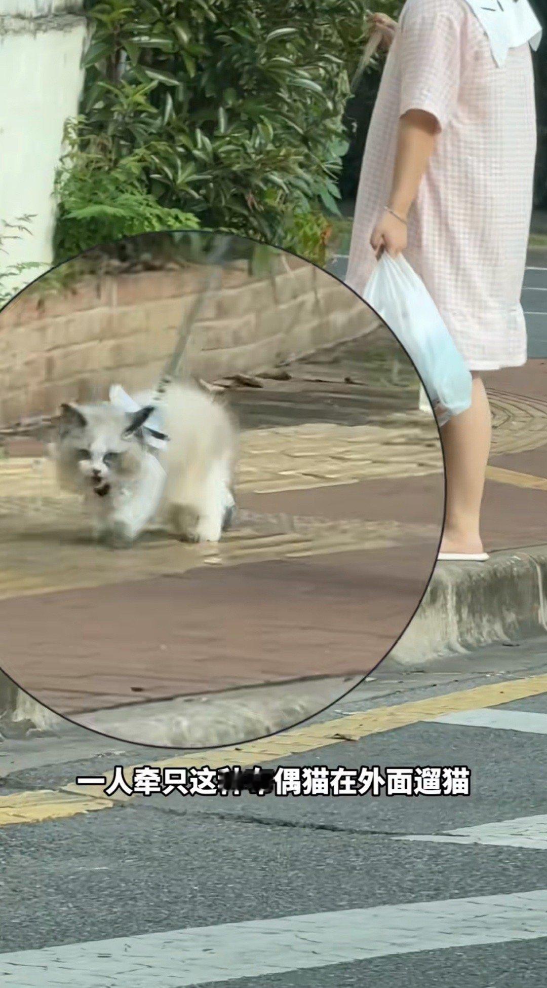 大热天遛猫？笑死，这比她们口中的“虐猫”还残忍，舌头都吐出来散热了 。“虐猫”的
